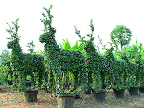 Ficus Animal Topiary Guide: How to Maintain Animal-Shaped Plants